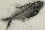 Wide, Natural Fossil Fish Mortality Plate - Wyoming #189307-8